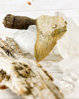 Megalodon Tooth (47g)