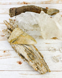 Megalodon Tooth (47g)