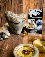 Megalodon Tooth (112g)