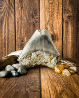 Megalodon Tooth (112g)