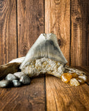 Megalodon Tooth (112g)
