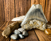 Megalodon Tooth (112g)