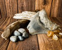 Megalodon Tooth (112g)