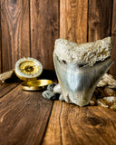Megalodon Tooth (112g)