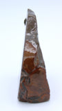 Polished Ammolite Specimen