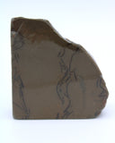 Polished Ammolite Specimen