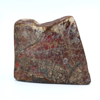 Polished Ammolite Specimen