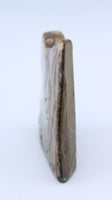 Polished Ammolite Specimen