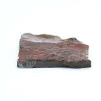 Polished Ammolite Specimen