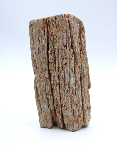 Petrified Wood