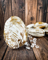 Clam Shells (Fossilized)