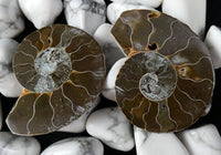 Ammonite Fossil Matching Sliced Pair