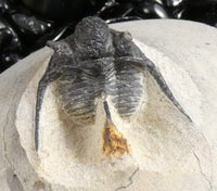 Genuine Fossilized Trilobite