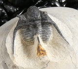 Genuine Fossilized Trilobite