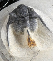 Genuine Fossilized Trilobite