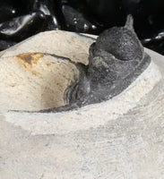 Genuine Fossilized Trilobite