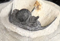 Genuine Fossilized Trilobite