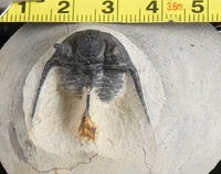 Genuine Fossilized Trilobite
