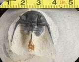Genuine Fossilized Trilobite