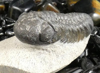 Genuine Fossilized Trilobite