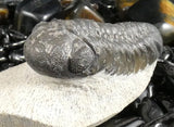 Genuine Fossilized Trilobite