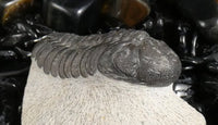 Genuine Fossilized Trilobite