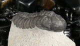 Genuine Fossilized Trilobite