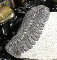 Genuine Fossilized Trilobite
