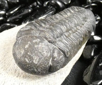 Genuine Fossilized Trilobite