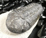 Genuine Fossilized Trilobite