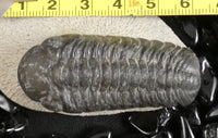 Genuine Fossilized Trilobite