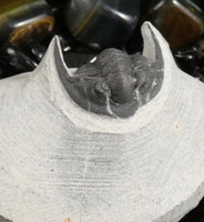 Genuine Fossilized Trilobite