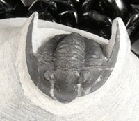 Genuine Fossilized Trilobite