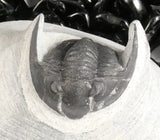 Genuine Fossilized Trilobite