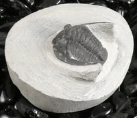 Genuine Fossilized Trilobite