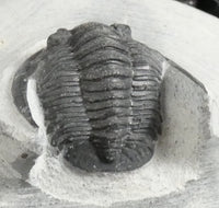 Genuine Fossilized Trilobite