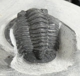 Genuine Fossilized Trilobite