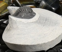 Genuine Fossilized Trilobite