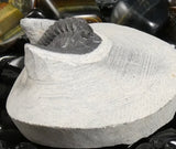 Genuine Fossilized Trilobite