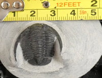 Genuine Fossilized Trilobite