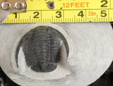 Genuine Fossilized Trilobite