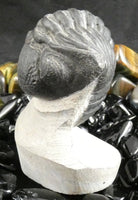 Genuine Fossilized Trilobite