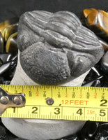 Genuine Fossilized Trilobite