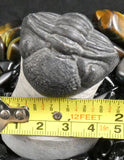 Genuine Fossilized Trilobite