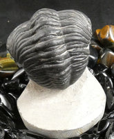 Genuine Fossilized Trilobite