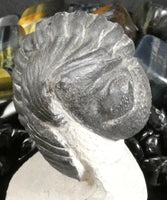 Genuine Fossilized Trilobite
