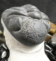 Genuine Fossilized Trilobite