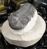 Genuine Fossilized Trilobite