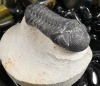 Genuine Fossilized Trilobite