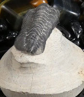 Genuine Fossilized Trilobite